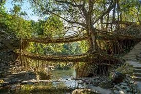 Double Decker Living Root Bridge