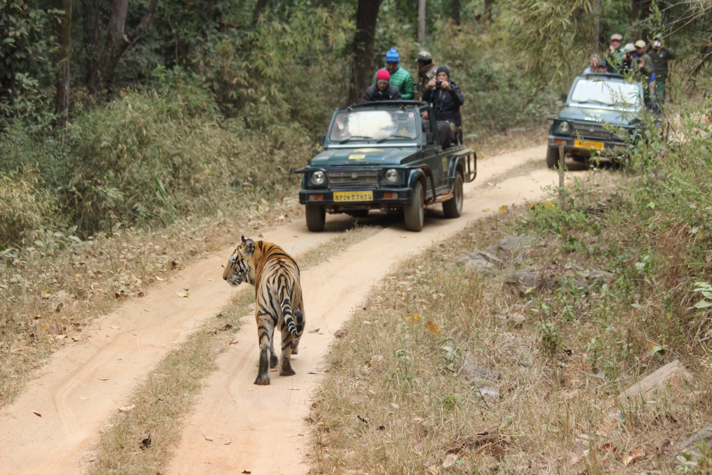 Kanha Tiger Reserve